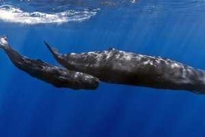 Które zwierzę jest największym mózgiem? Które zwierzę jest największym mózgiem?